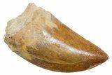 Serrated, Carcharodontosaurus Tooth - Real Dinosaur Tooth #351658-1